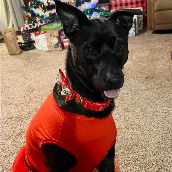 Meet your Posher, Paola m - Picture 2 of 2